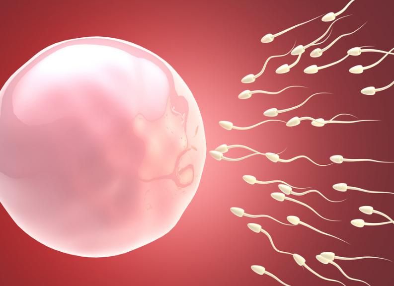 “精子”进入女人体内后,没有受精的都去了哪里?看完或许会明白