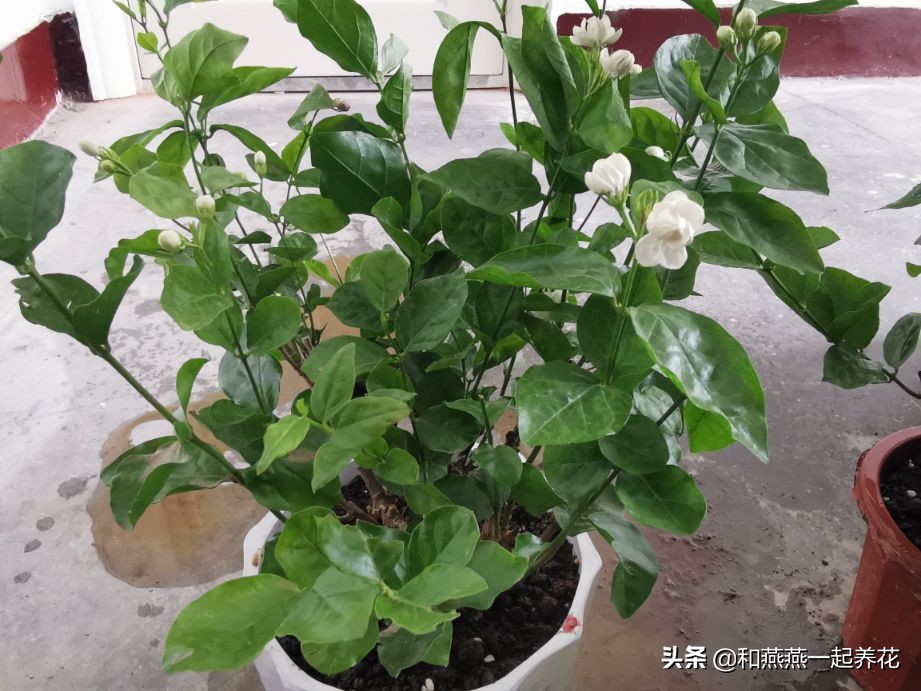 燕燕带你一步一步揭秘为什么花市买的茉莉花不换盆养不活
