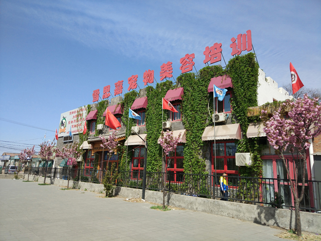 成都宠物美容培训学校,哪里有正规的宠物美容培训学校