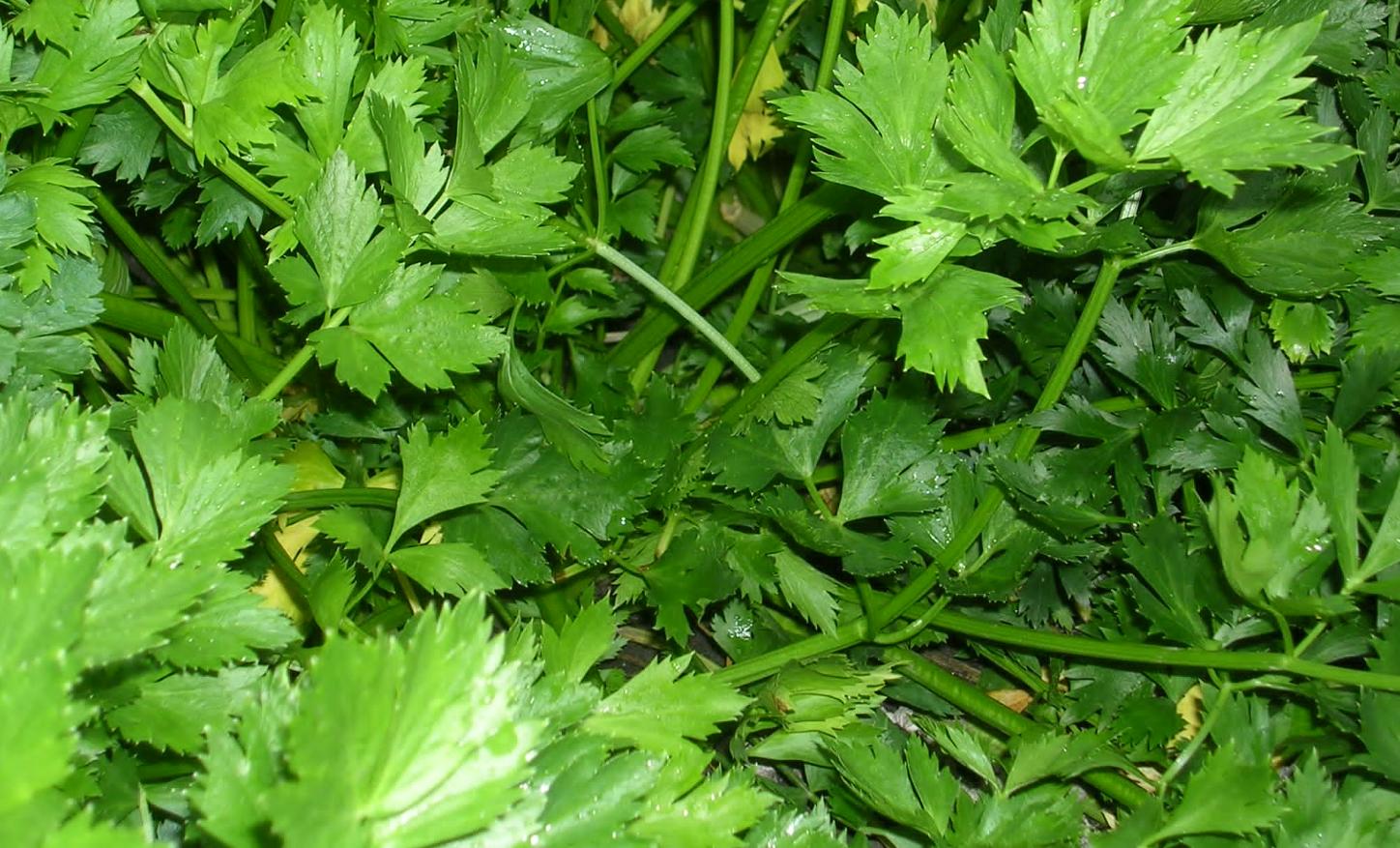 欧芹怎么种植,欧芹如何种