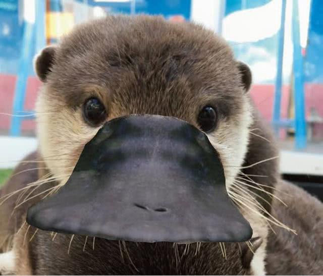 澳大利亚森林大火鸭嘴兽灭绝了吗,澳大利亚鸭嘴兽面临灭绝新闻