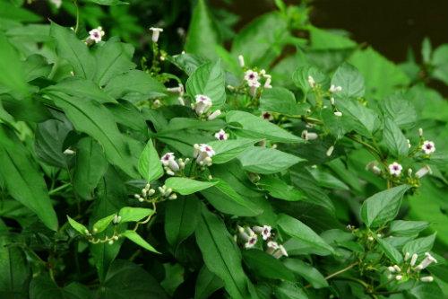 【食药科普大讲堂】不看不知道！岭南宝藏中药材图鉴（三）