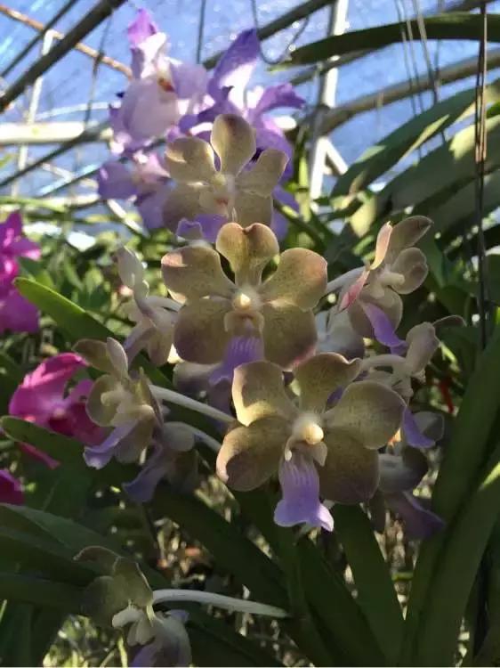 哪种兰花易开花又好养,最容易开花的兰花一年开多次