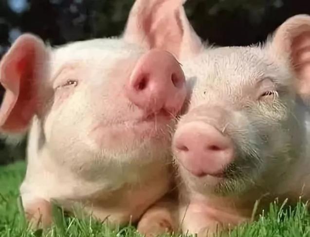 养殖疾病防控怎么样,养殖过程中如何预防和治疗感冒