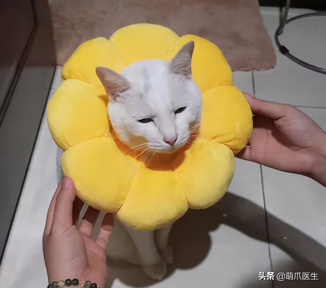 盘点那些手贱的猫咪被烫伤,盘点猫咪被烫过的倒霉瞬间
