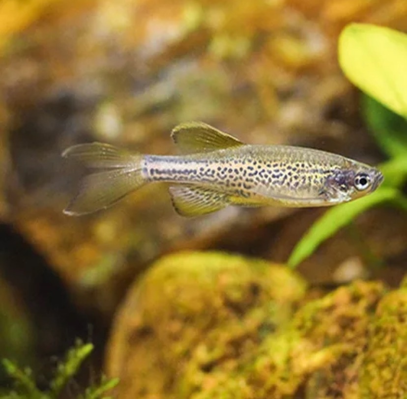 豹纹斑马鱼是什么鱼种,豹纹蝶翼荧光绿斑马鱼