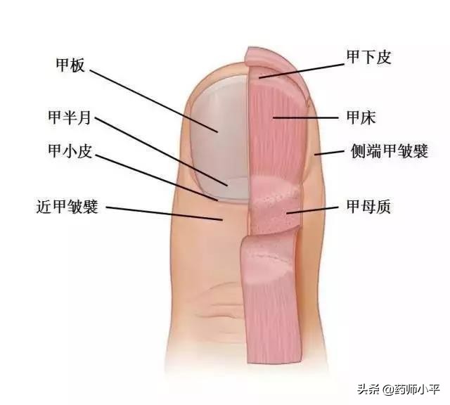 指甲长肉里疼怎么办,指甲往肉里长怎么办