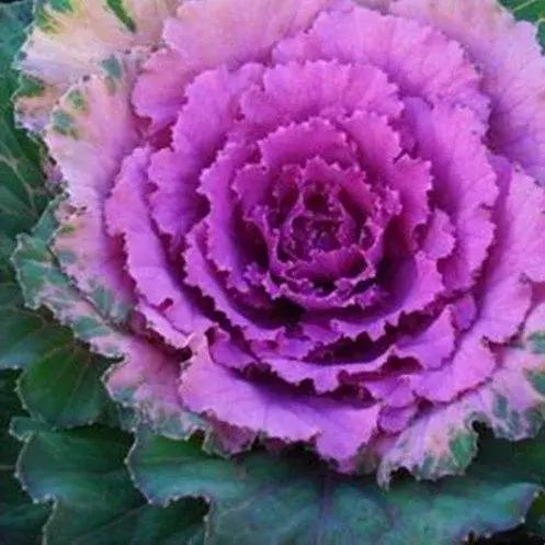 叶牡丹羽衣甘蓝,多头叶牡丹羽衣甘蓝