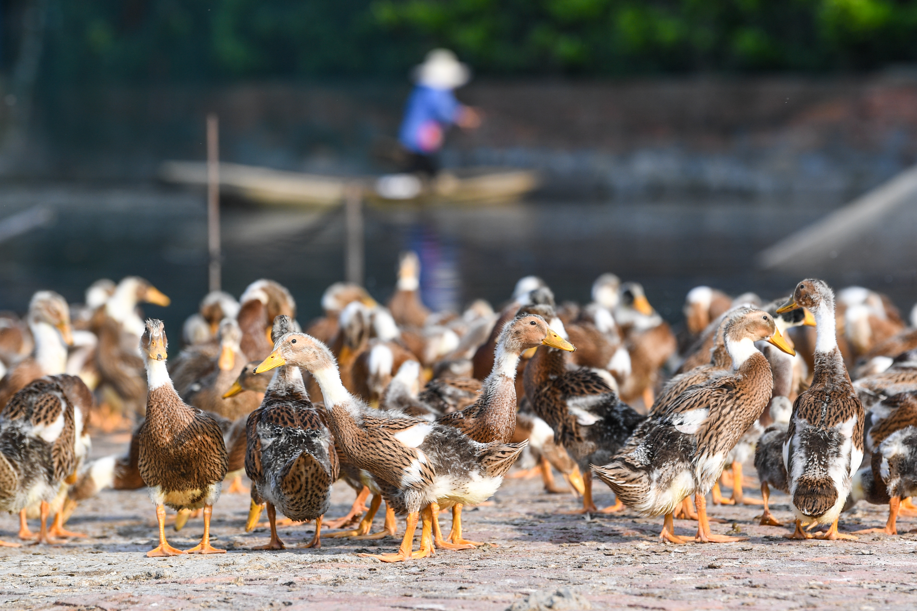 家禽养殖几大模式有哪些,最新在农村养殖什么家禽赚钱好呢