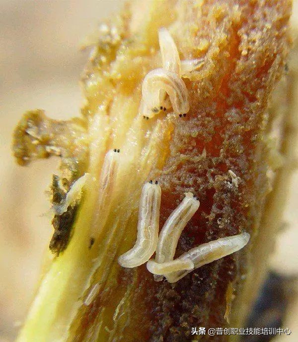 种菜防治病虫害最简单方法,种菜病虫害图片大全