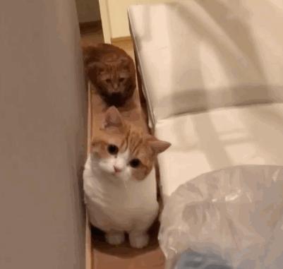 猫咪兄妹萌翻全场,短腿猫咪兄妹