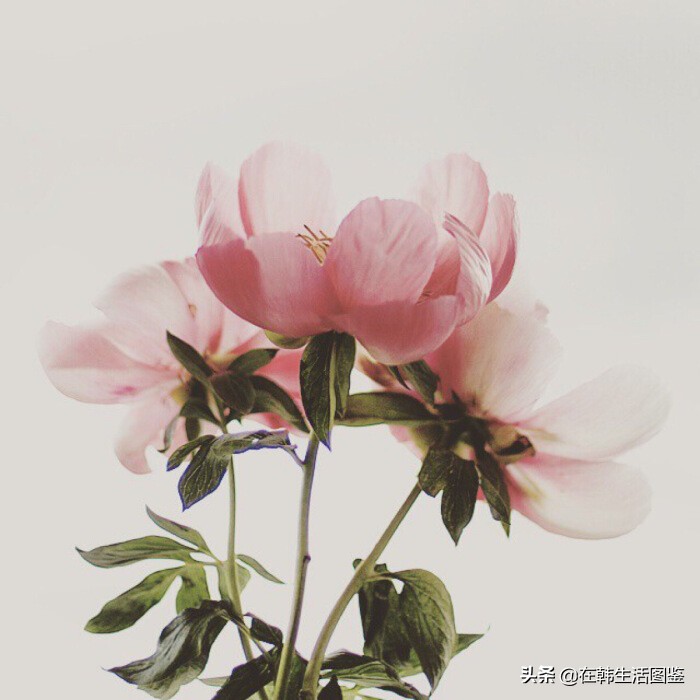 香奈儿小香中古系列,香奈儿哪款香水比较街香