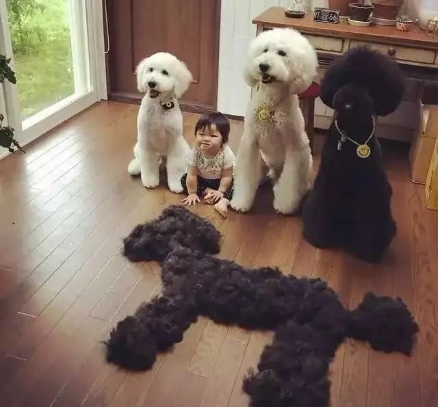 推荐几种狗不贵又好上手养就对了,容易养价格低缺点少的狗有哪些