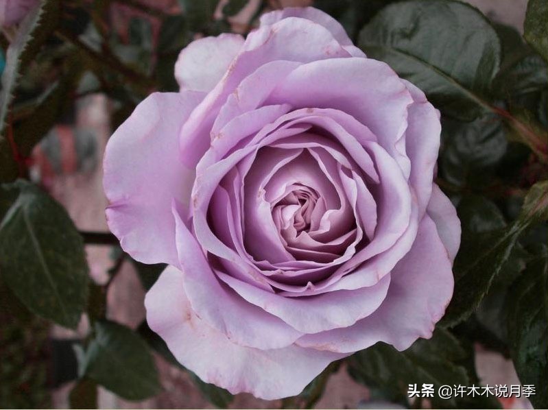 稀有月季蓝色妖姬,颜色比较稀有月季有哪些品种