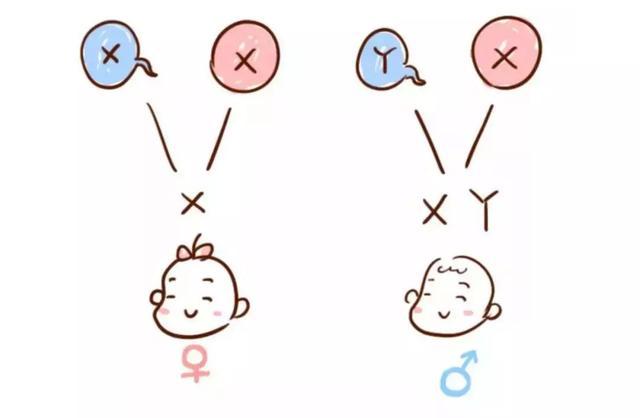 那些民间疯传能够判断胎儿性别的伪科学方法，居然还真的有人相信