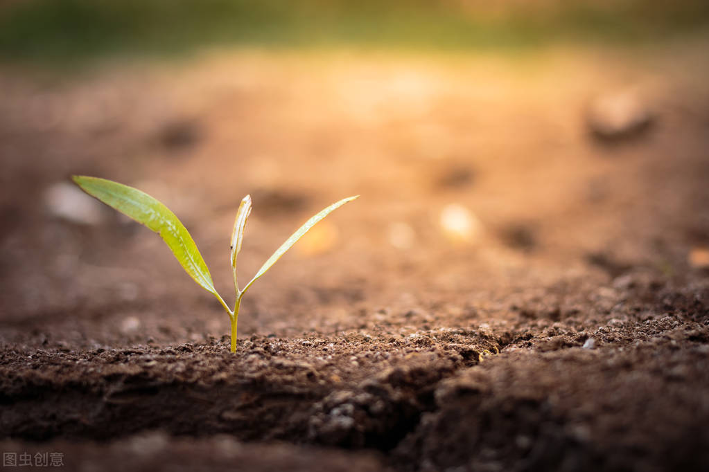 愿你慢慢长大不惧风雨前程似锦,愿你走过的每一步都繁花盛开