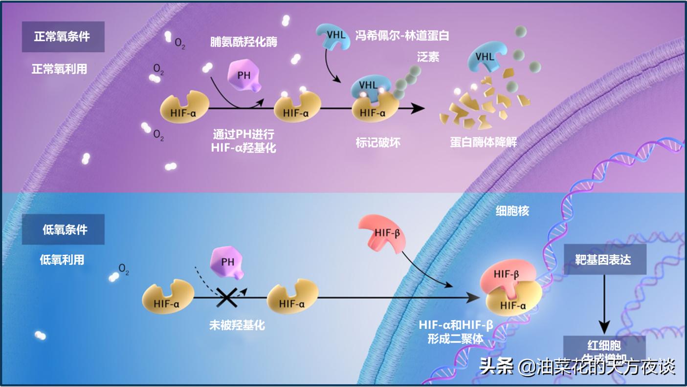 罗沙司他：肾性贫血新药
