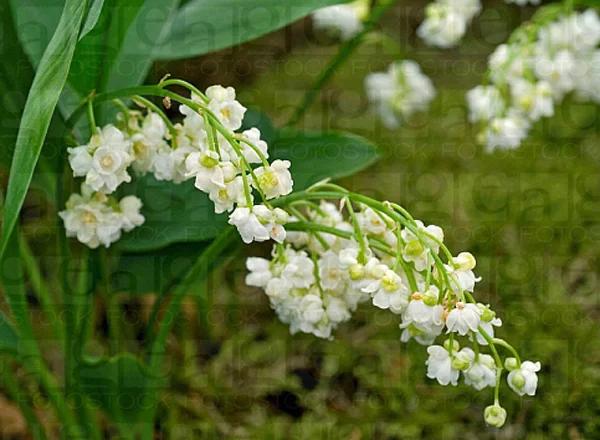 铃兰真的有毒吗,铃兰有毒吗视频