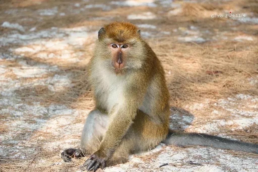 兰卡威教程,兰卡威攻略全集