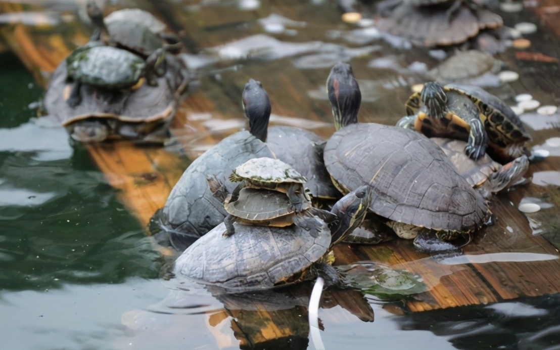 抓到一只700斤的大乌龟,长江挖出巨型乌龟是真的吗