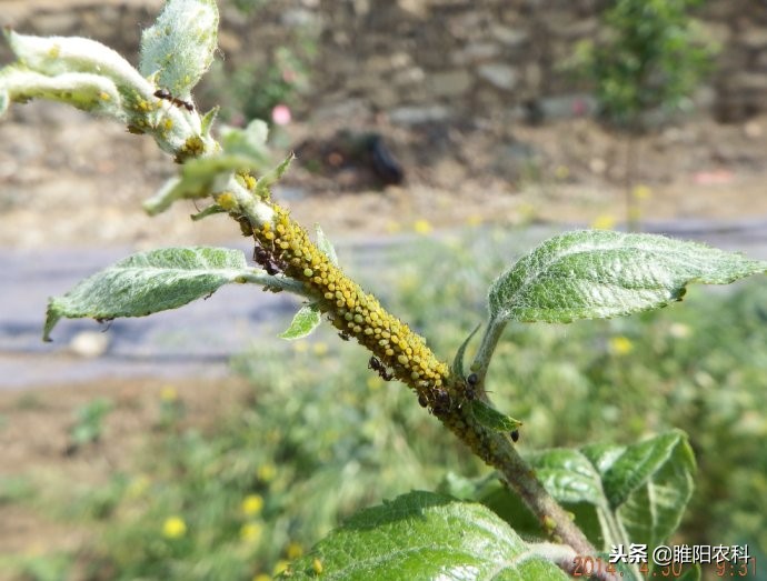 专治粉虱虫的特效药,家用黑刺粉虱虫的治疗方法