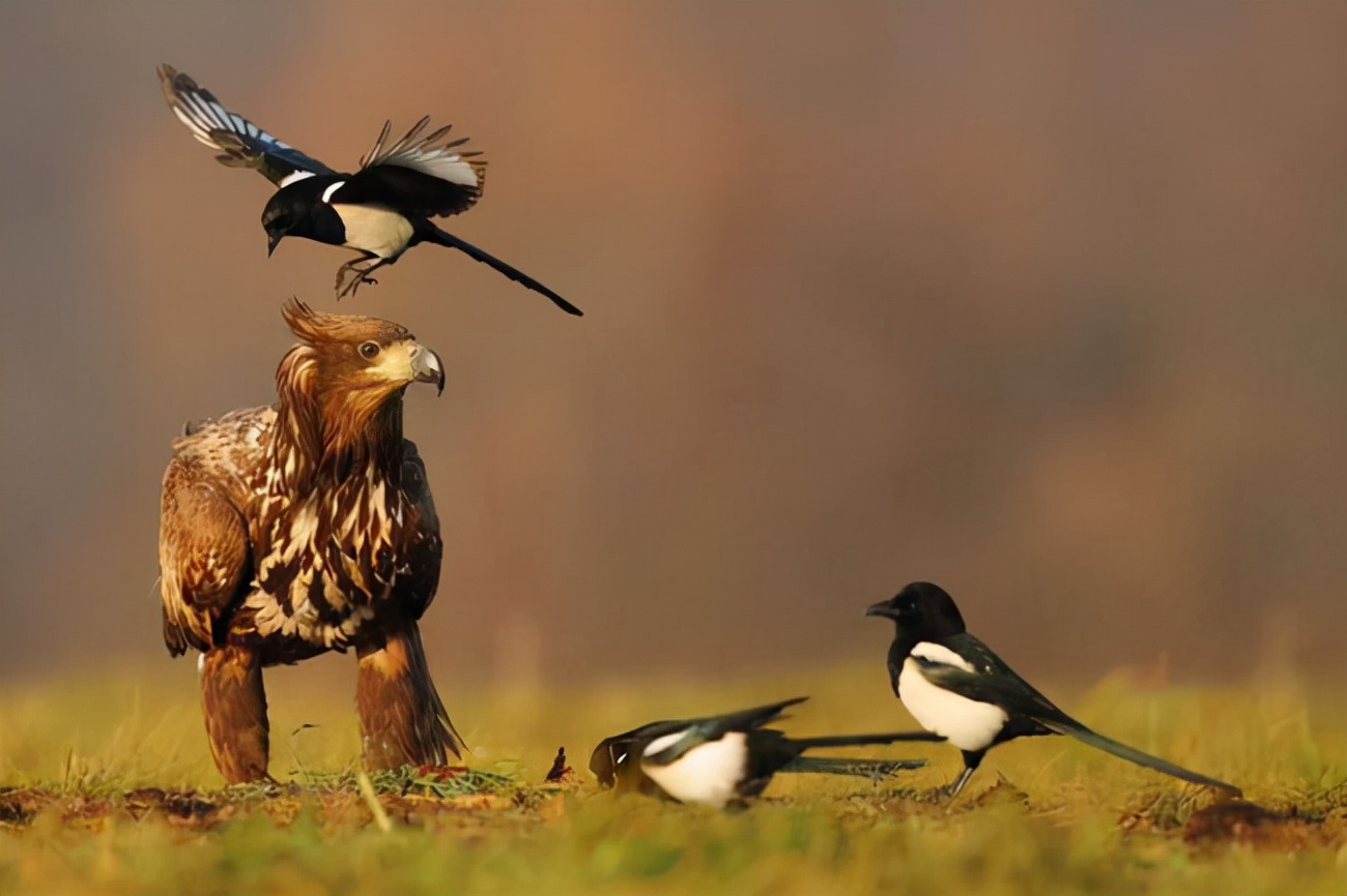 喜鹊的主要特征有哪些,喜鹊的八大特征