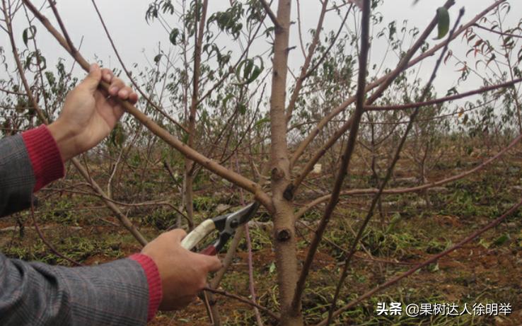 桃树修剪不长高,从没修剪过的老桃树复壮修剪