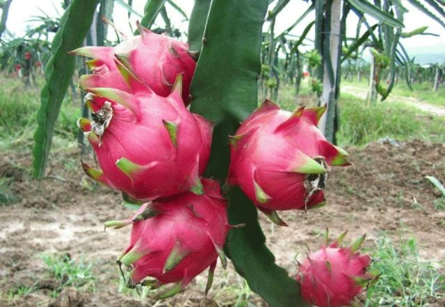 菠萝蜜水果生长记录,菠萝菠萝蜜是在哪里生长