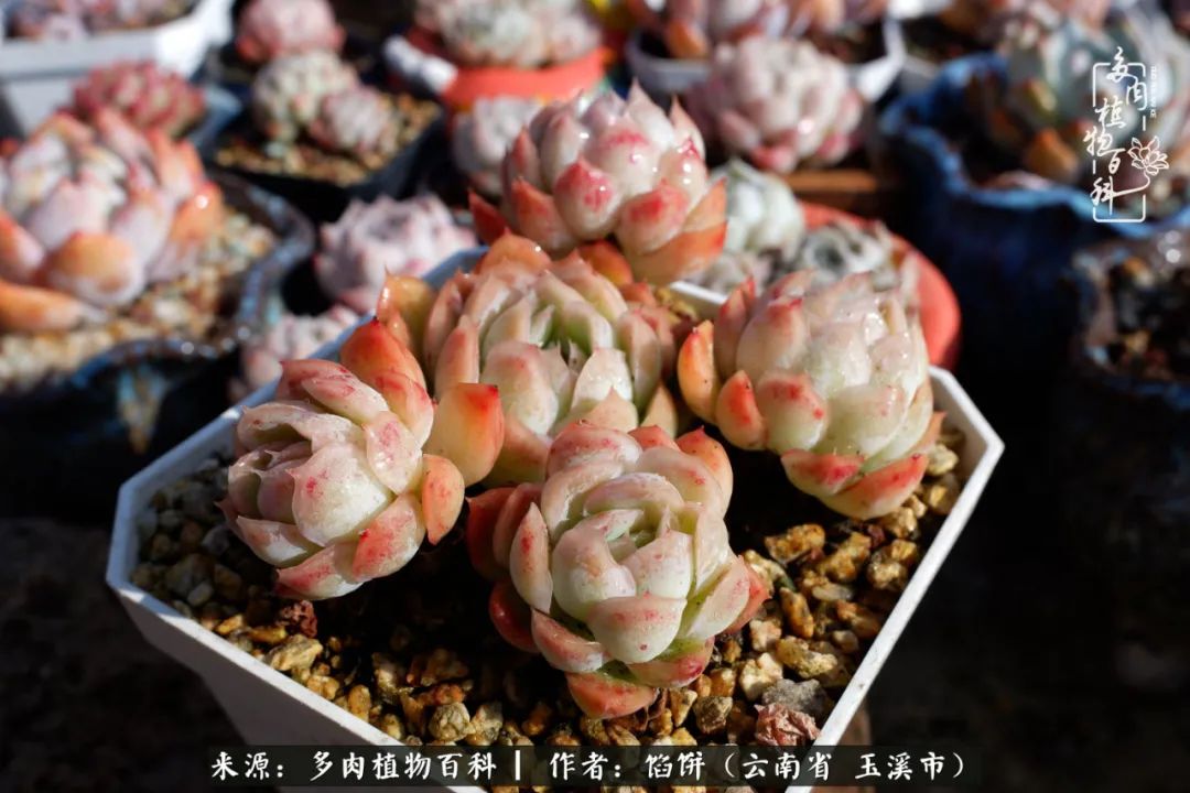 多肉对比图片,多肉对比高清图