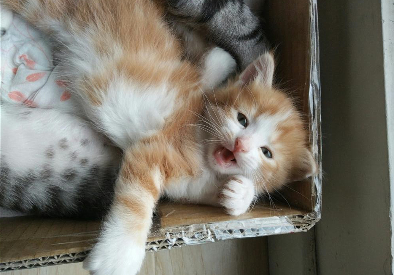 猫咪四岁可以继续养奶猫吗,猫咪多大可以离开母猫单独喂养