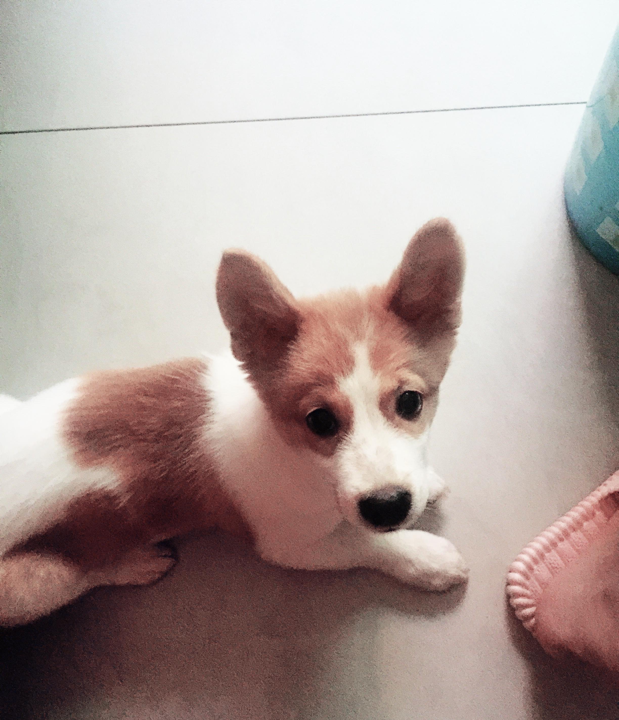 养一只很乖的狗是什么体验,养一只聪明的狗是什么体验