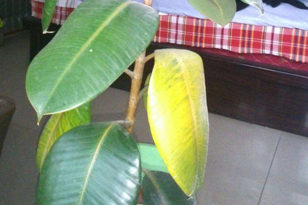 橡皮树叶子发黄怎么办,橡皮树叶子发红发黄怎么办