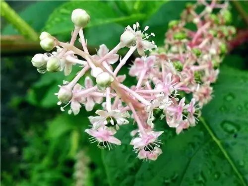 那些常见却叫不上名字的野花野草,常见的野花野草却是农家之宝