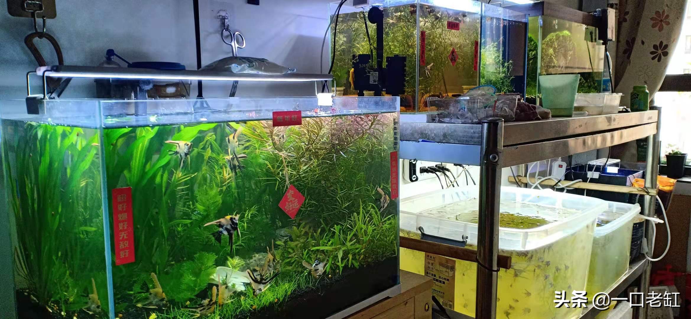 鱼缸养热带鱼方法,鱼缸养热带鱼知识与技巧