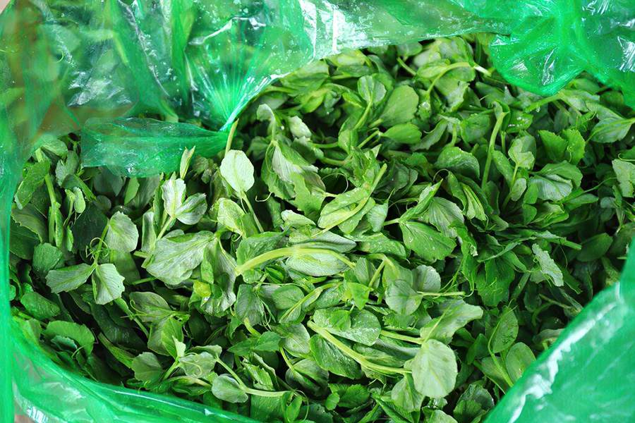 南方人吃龙须菜,南方人吃龙须