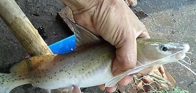 正在消失的5种鱼,正在消失的鱼类有哪些