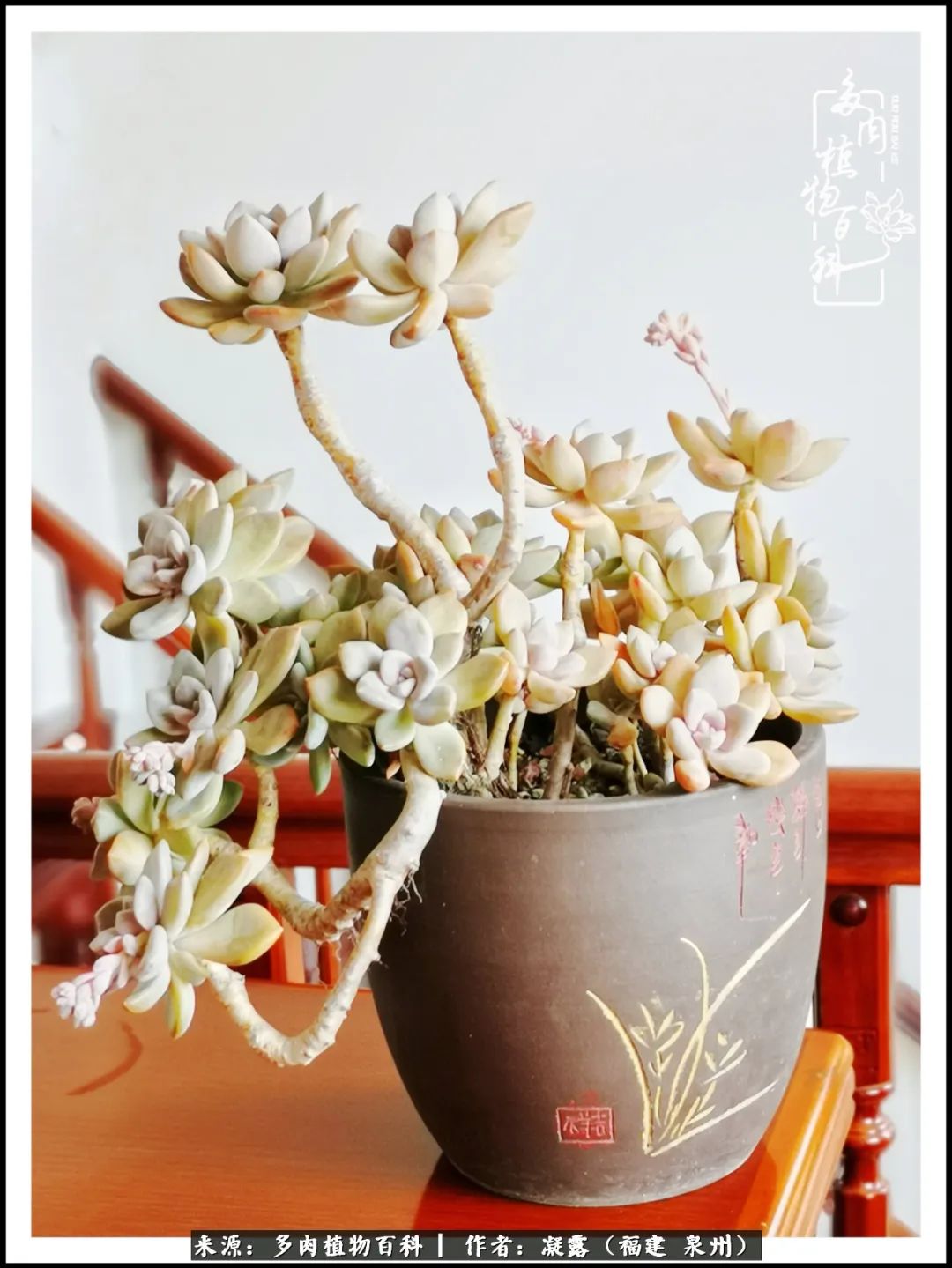 多肉日记严选,多肉日记大全100字