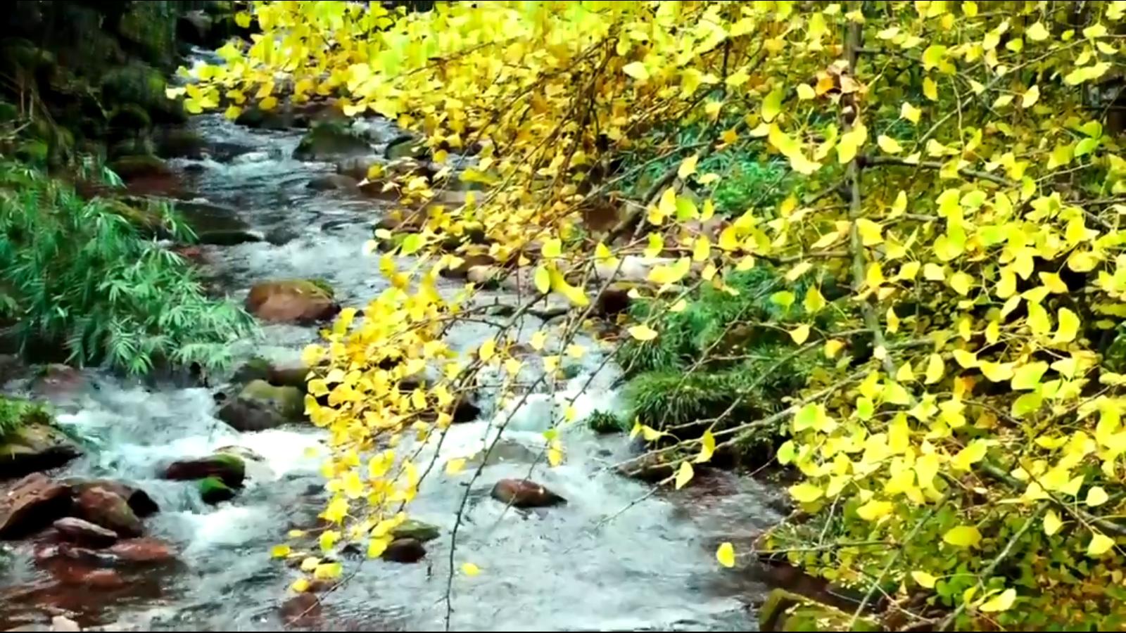 国树银杏科普,国树银杏树寓意什么