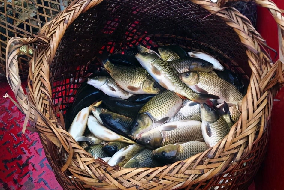 鲤鱼做贡品,鲤鱼亩产50斤