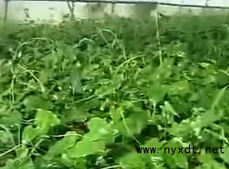 首乌怎么栽培,首乌高产