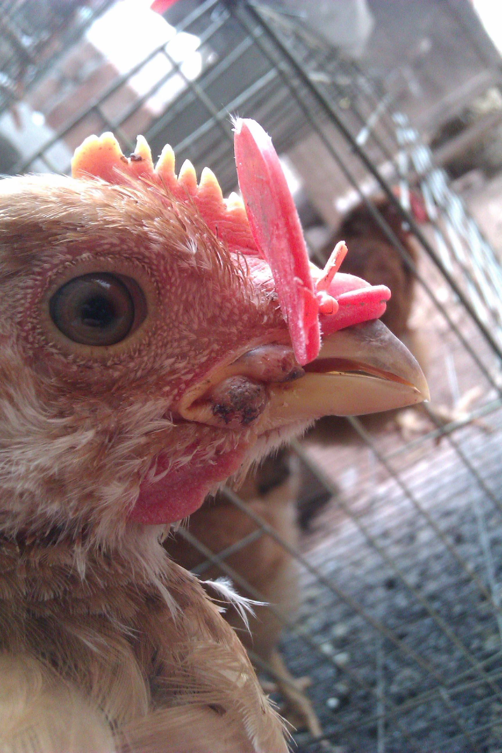 散养土鸡容易发病吗,土鸡养不好的原因