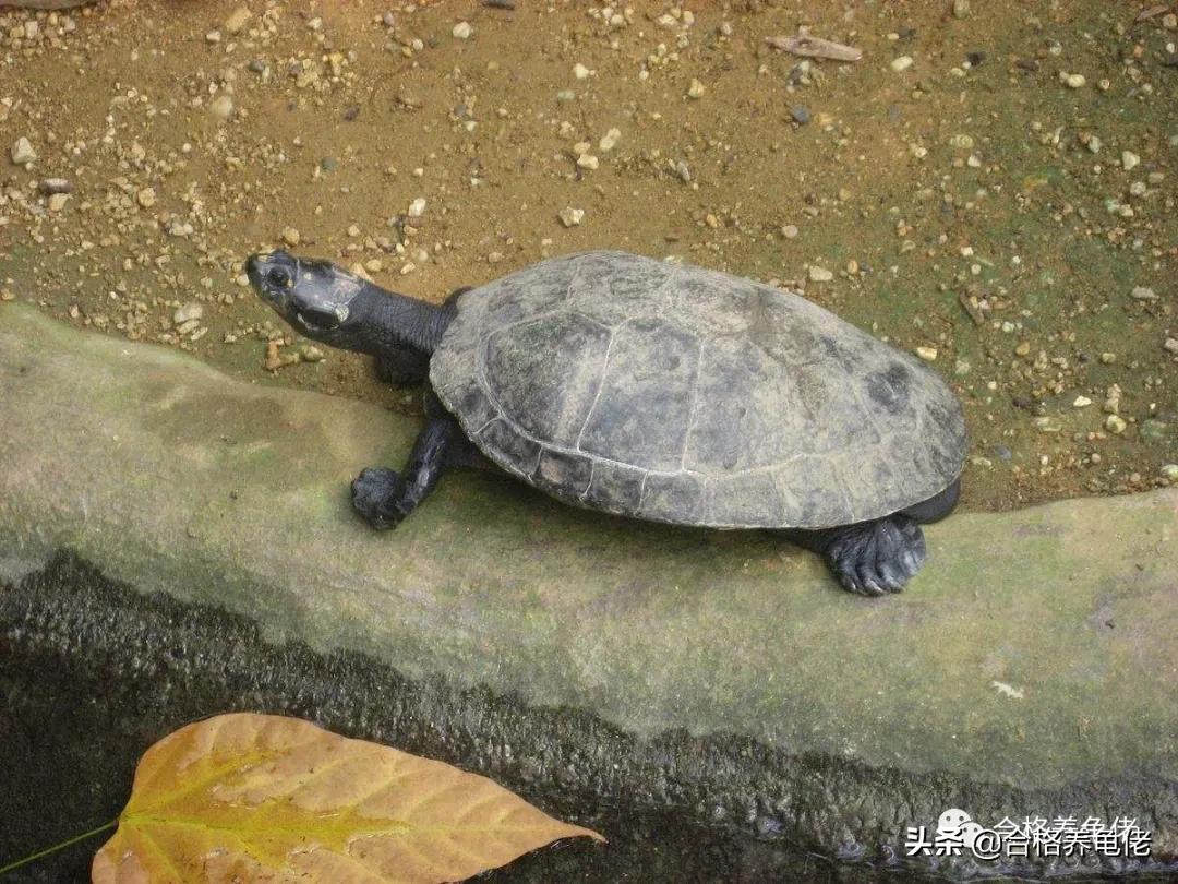 黄头侧颈龟生长速度,安缘龟生长的环境