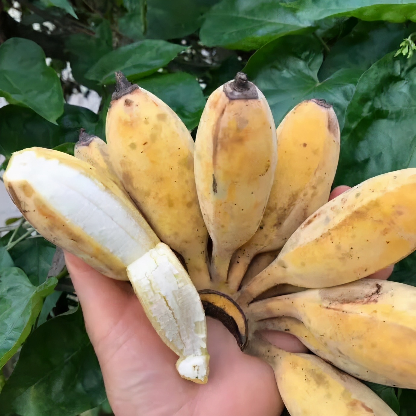 香蕉芭蕉米蕉哪个好吃,香蕉芭蕉还有什么蕉