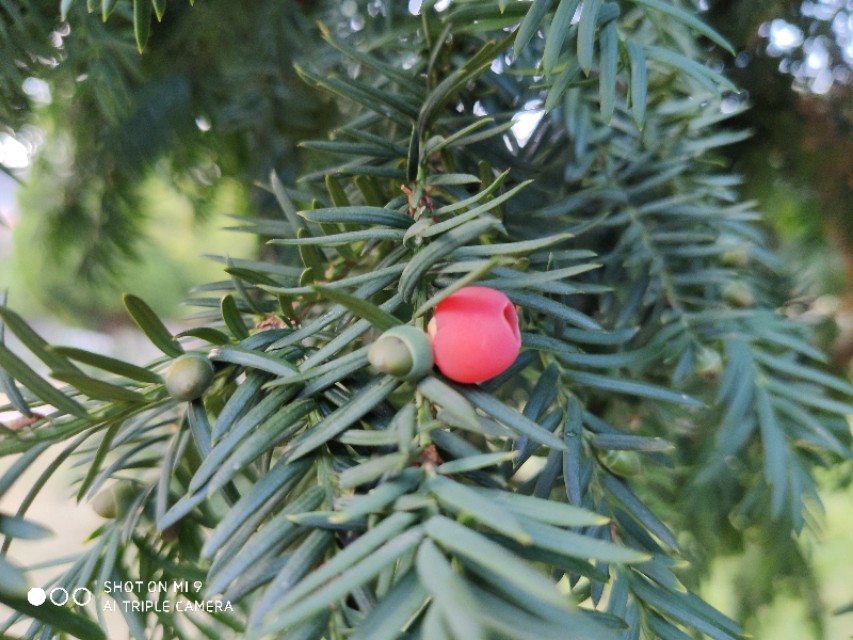 红豆杉树是什么样子图片,法国人种植发电树