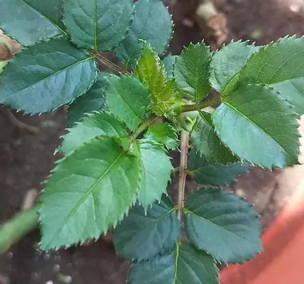 蔷薇月季玫瑰哪种最好养,蔷薇月季玫瑰区别是什么