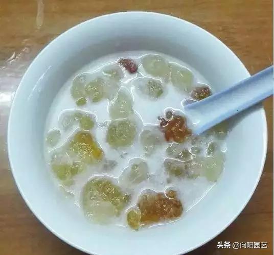 怎么煮牛奶桃胶,牛奶煮桃胶简单煮法