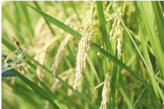 关于节约粮食的访谈,中央谈节约粮食