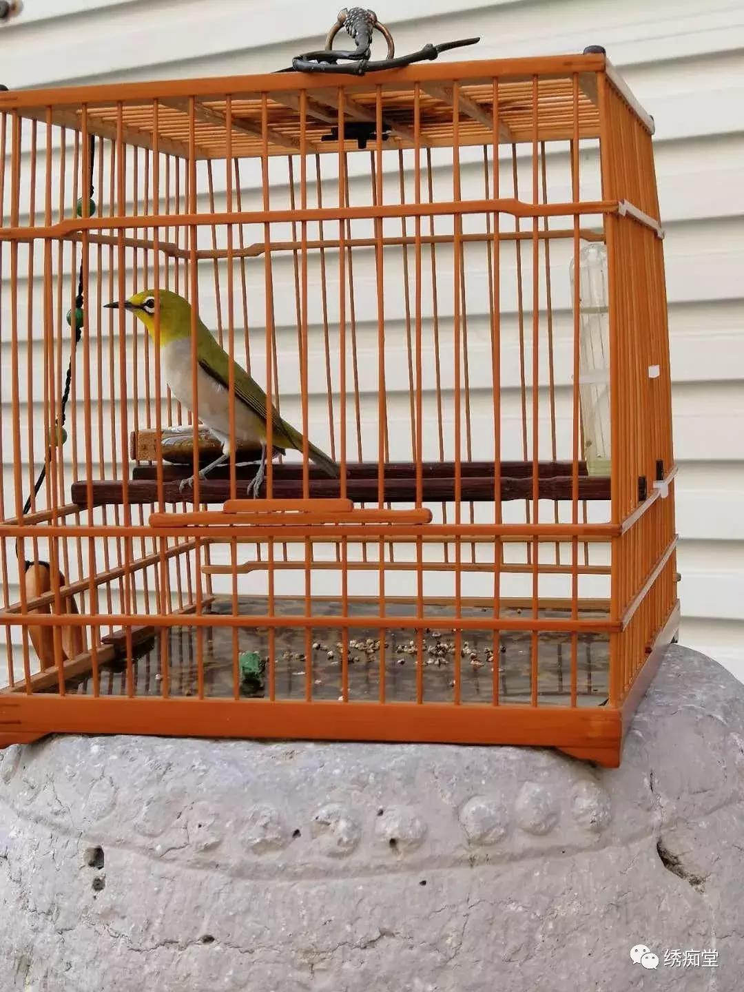 幼鸟被蚊子咬了拿什么药,鸟被蚊子咬后症状图片