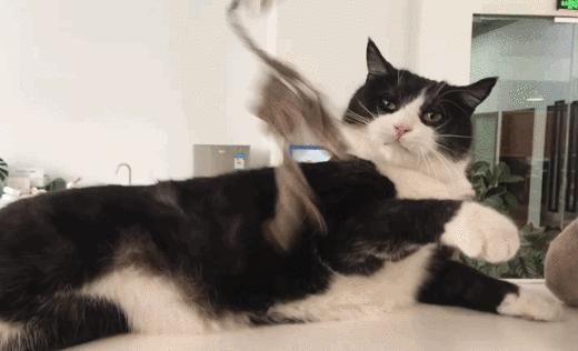 猫故事全集,猫故事小说