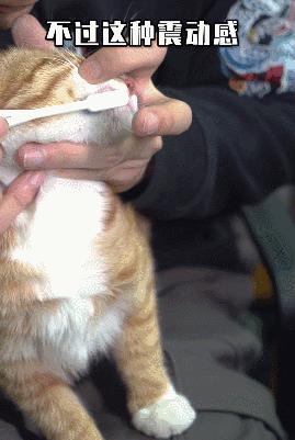 在办公室养猫是什么体验,不用牙膏只用牙刷给猫咪刷牙
